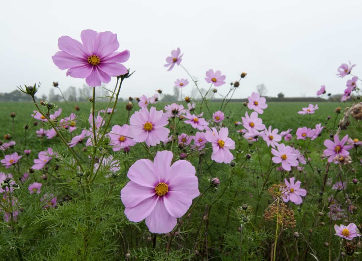 Garden flowers in a field hedgerow, Grouville, Jersey