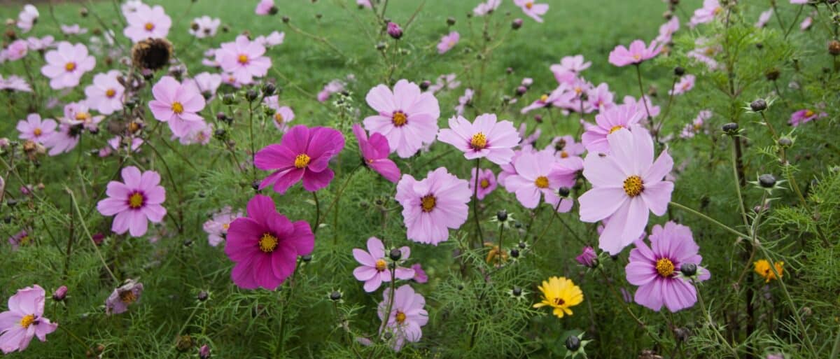 Garden flowers in a field hedgerow, Grouville, Jersey