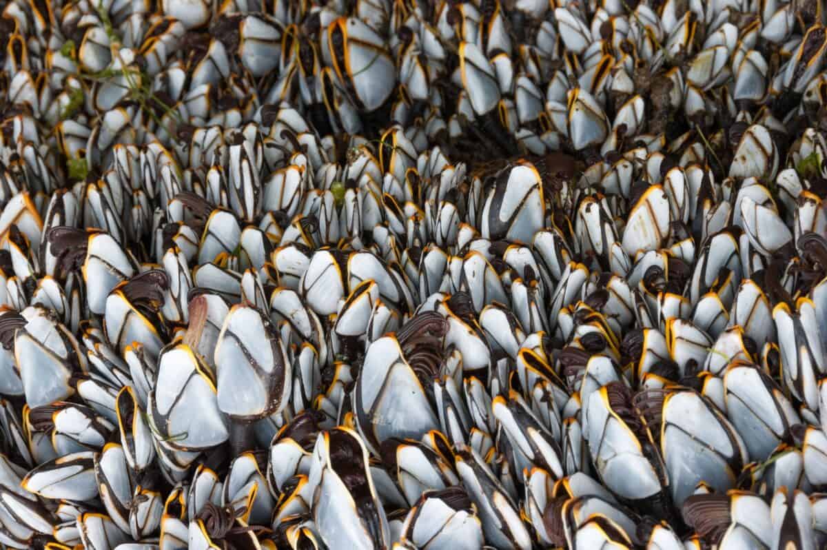 Goose barnacles found on a log on the beach at St. Aubin's Bay