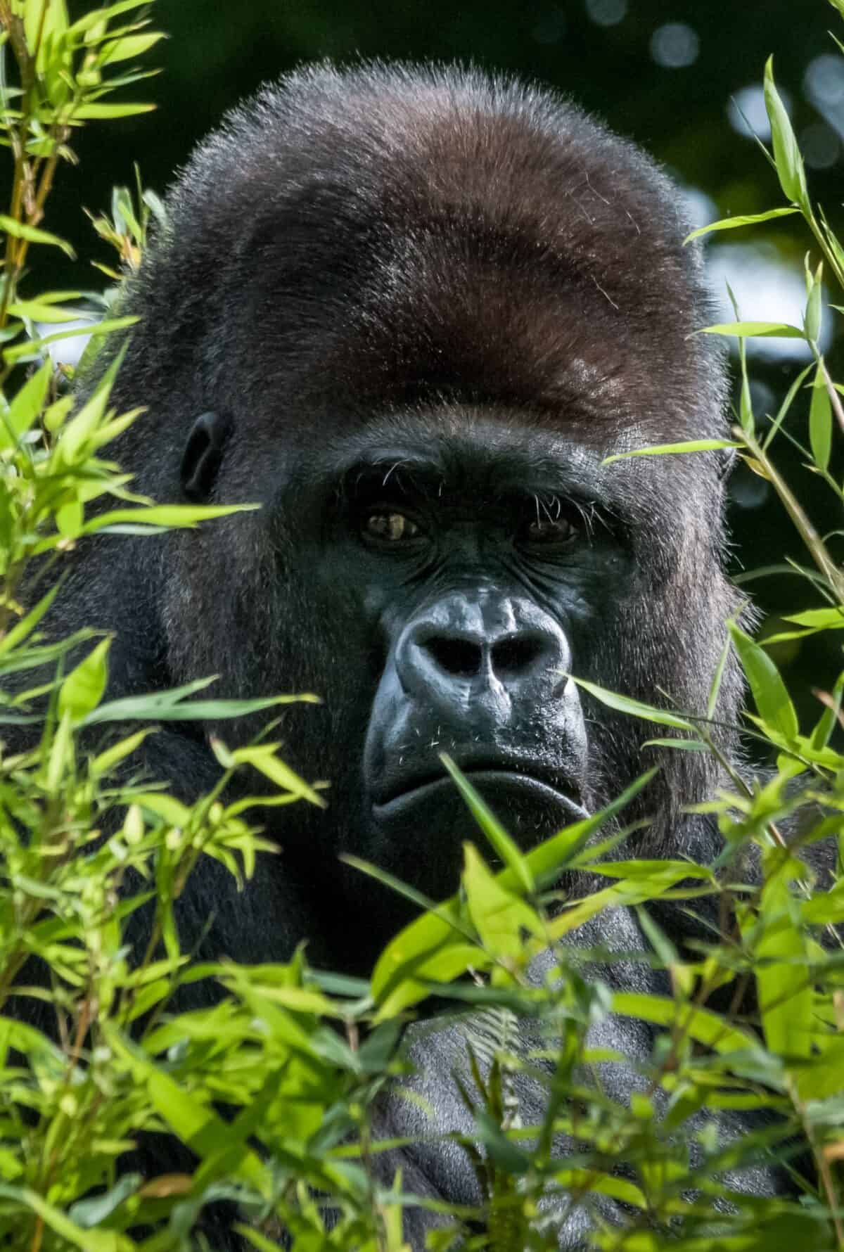 Gorilla looking at me, at Jersey Zoo (Durrell), Trinity, Jersey