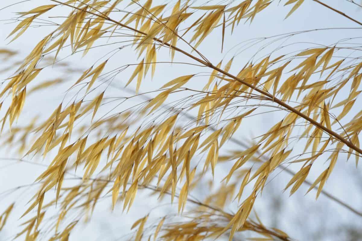 Grasses at Jersey Zoo (Durrell), Trinity, Jersey