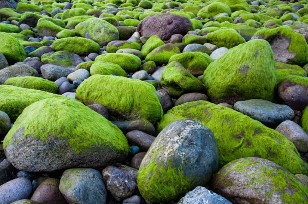 Green algae on rocks and pebbles behind Bouley Bay Pier
