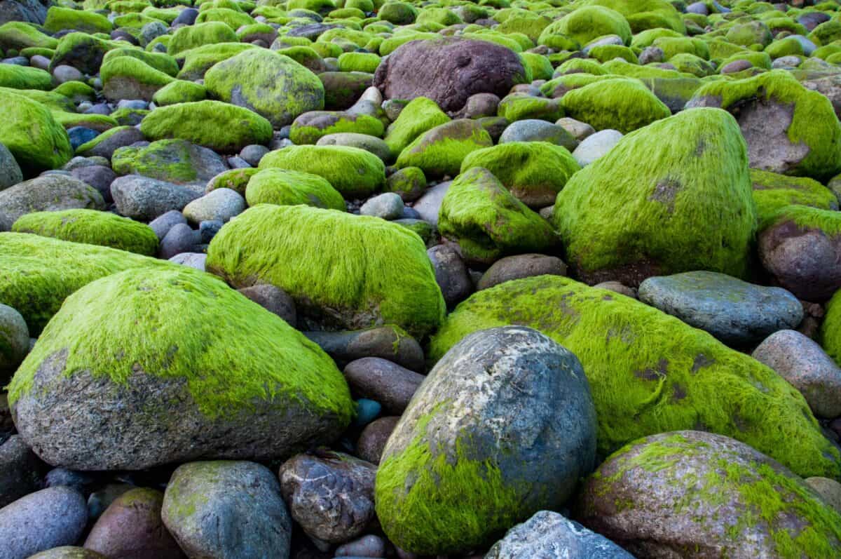 Green algae on rocks and pebbles behind Bouley Bay Pier