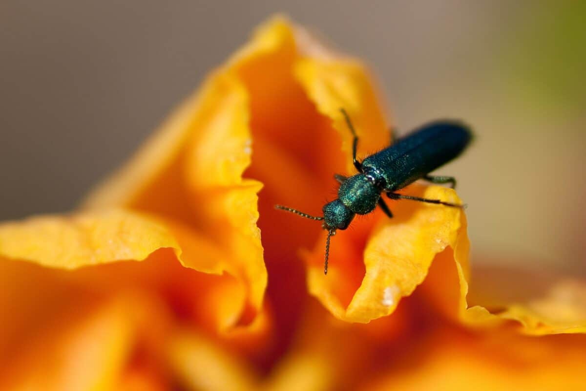 Green beetle on a wild orange flower at Les Blanches Banques