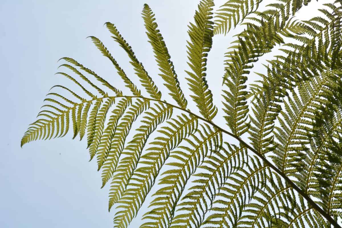 Green ferns at Jersey Zoo (Durrell), Trinity, Jersey