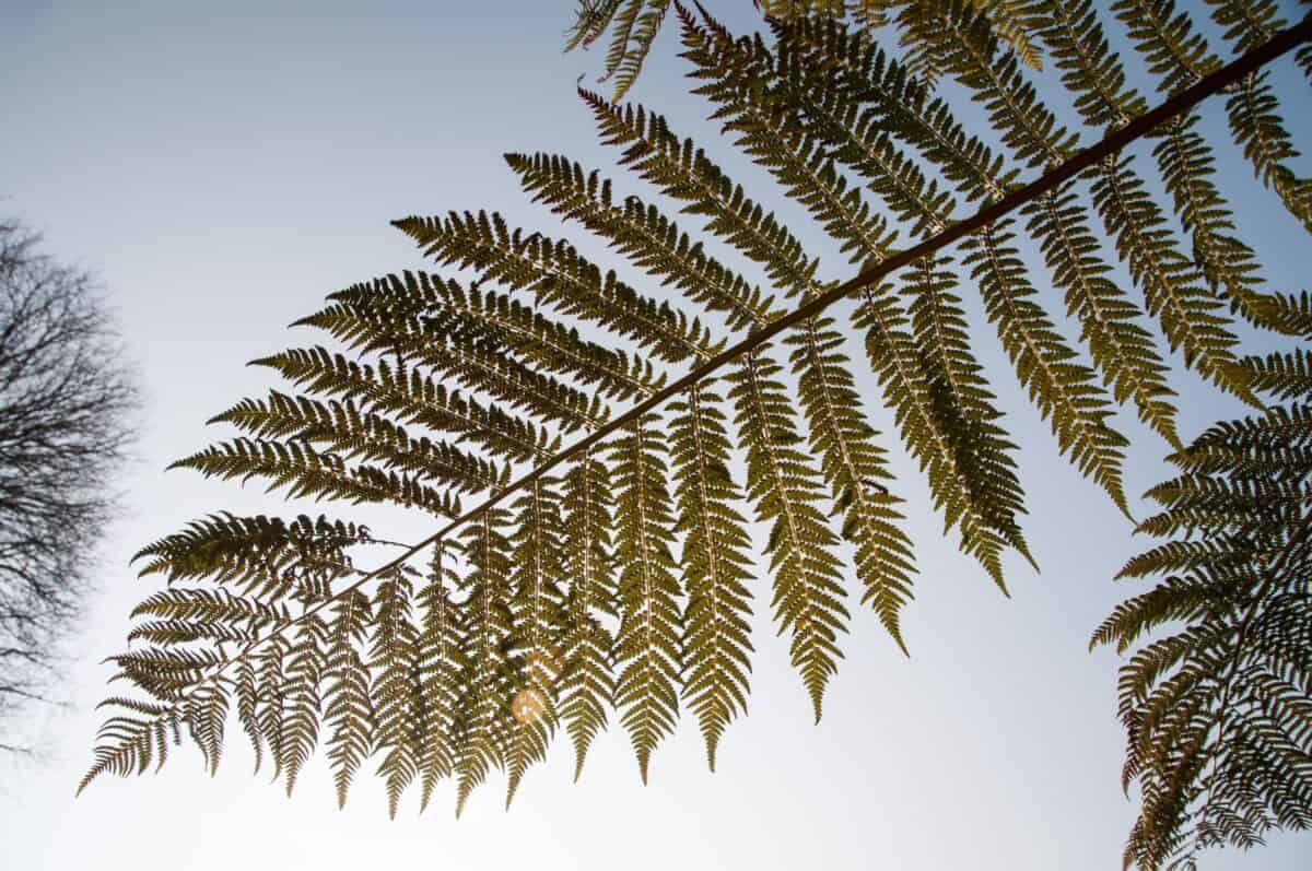 Green ferns at Jersey Zoo (Durrell), Trinity, Jersey