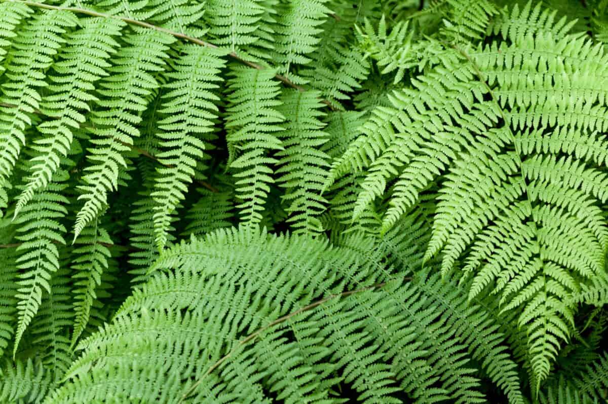 Green ferns in St. Catherine's Woods, St. Martin, Jersey