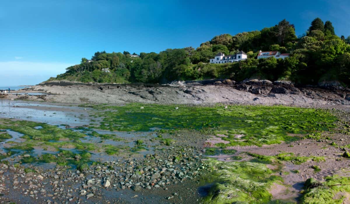 Green seaweed, pebbles and rocks on the beach at Rozel Bay