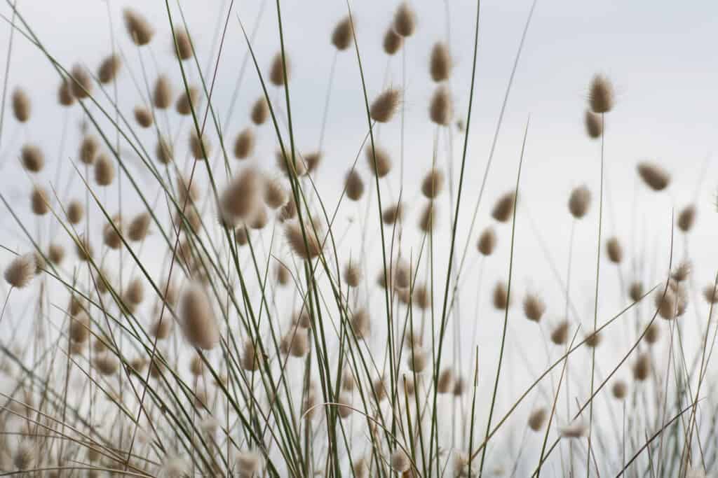 Hare's tail grasses blowing in the wind, Les Mielle de Morville