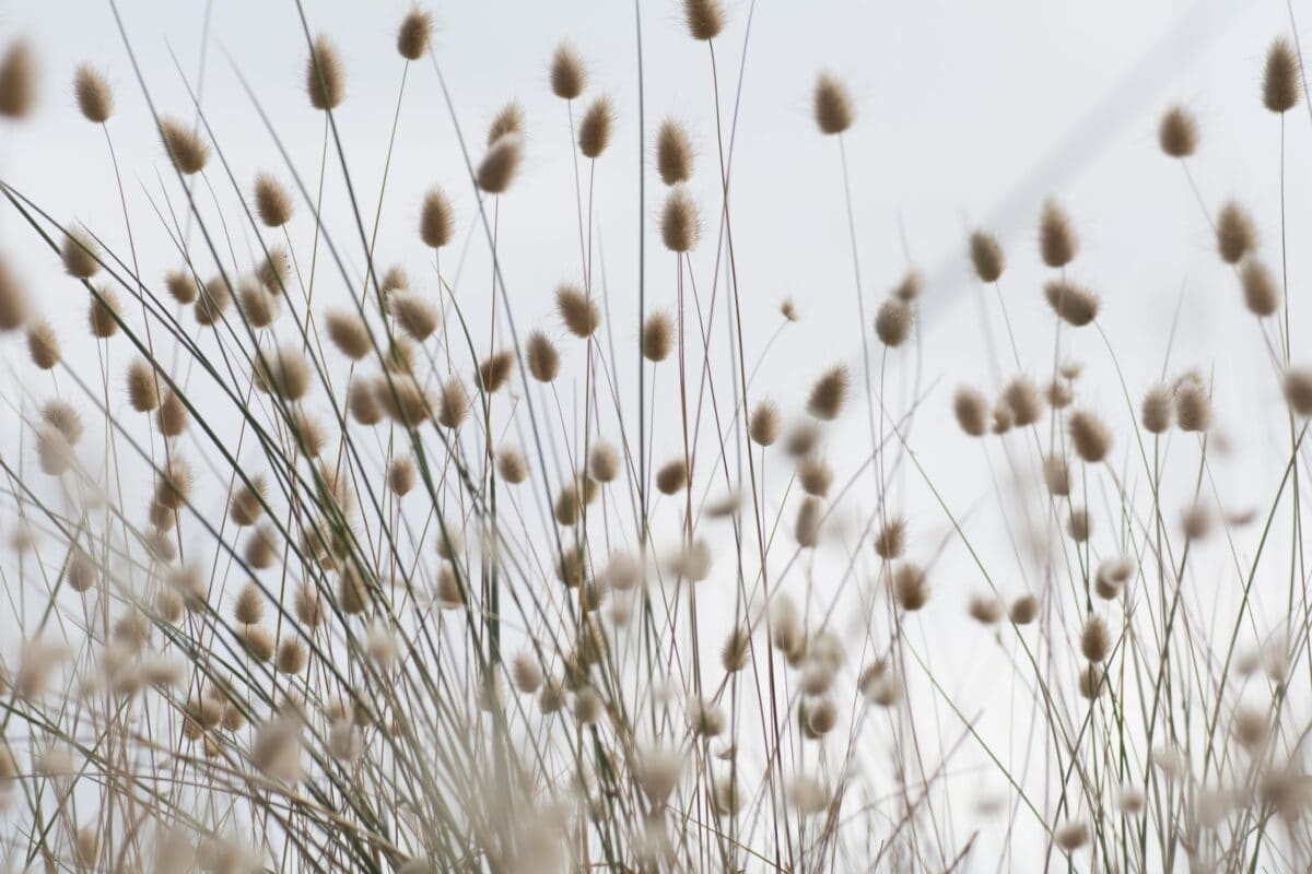 Hare's tail grasses blowing in the wind, Les Mielle de Morville