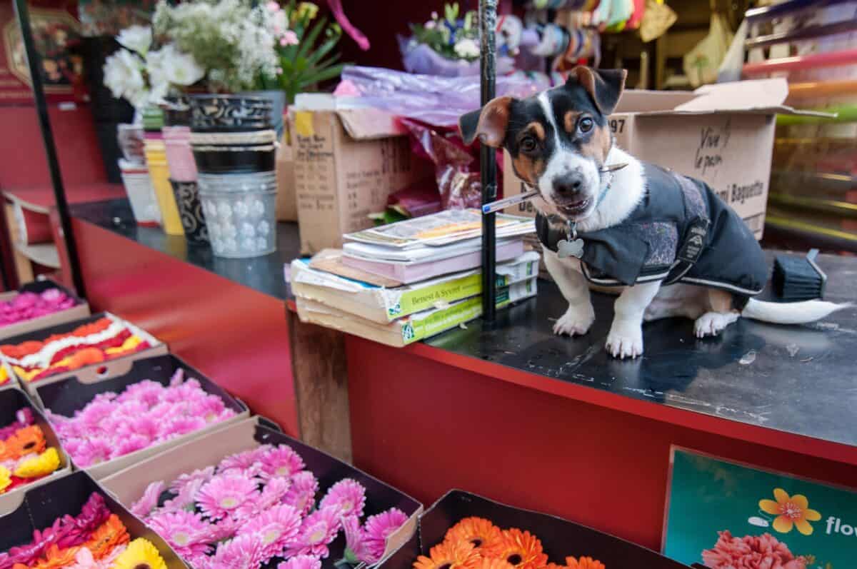 Jack Russell in The Central Market, St. Helier, Jersey