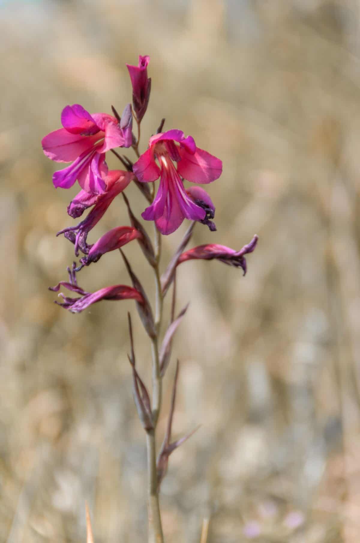 Jersey Orchid at Le Noir Pré, St. Ouen, Jersey, Channel Islands