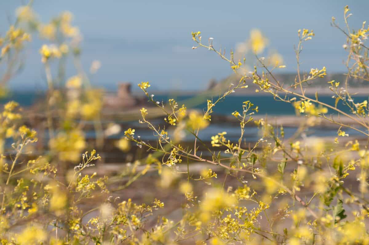 La Rocco Tower framed by yellow rapeseed from La Pulente