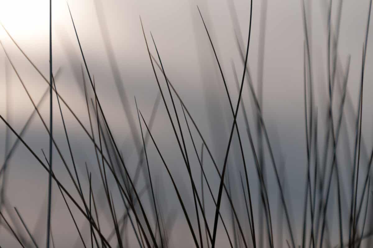Grasses on Ouaisné Common, Ouaisné Bay, St. Brelade, Jersey