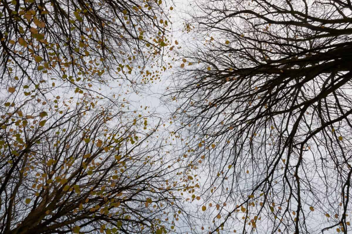 Last leaves on the winter trees at Jersey Zoo (Durrell), Trinity