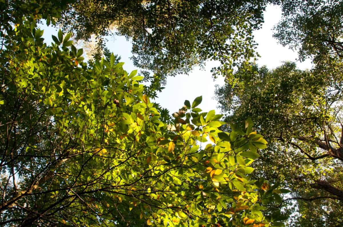 Looking up at the tree canopy in the lanes of Trinity, Jersey