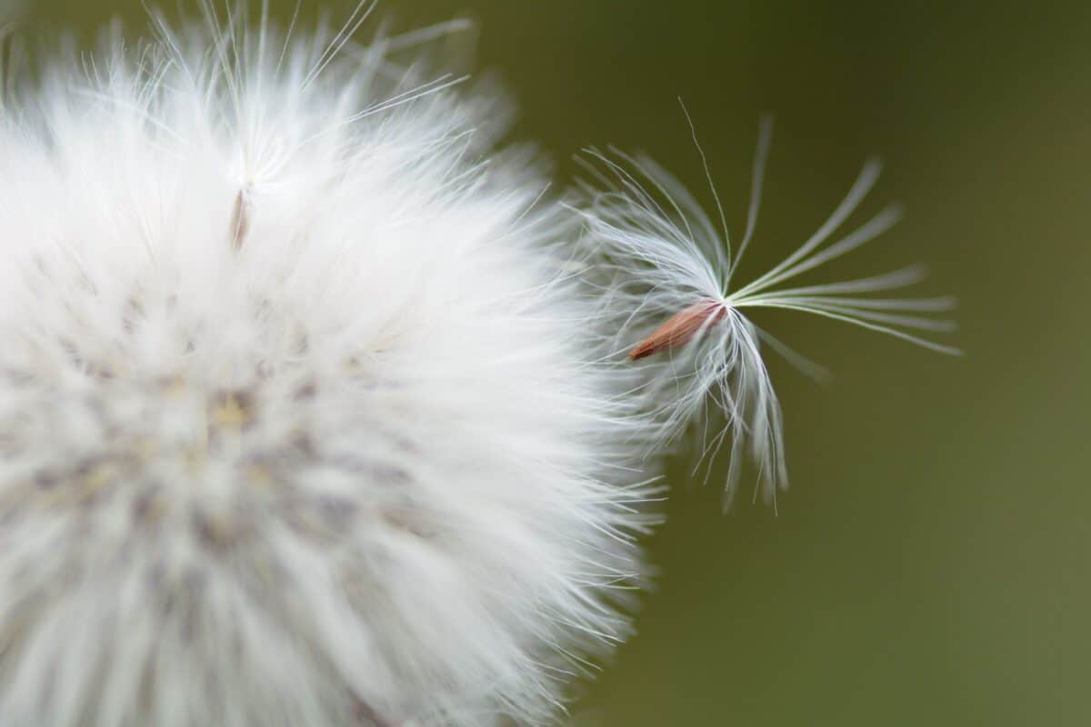 Loose seed on a dandelion puff near Beauport, St. Brelade