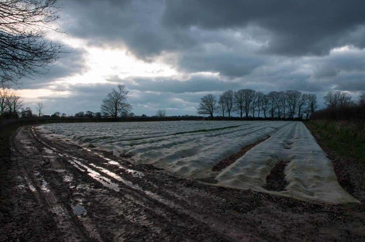 Winter field with potatoes growing under polythene, St. Saviour