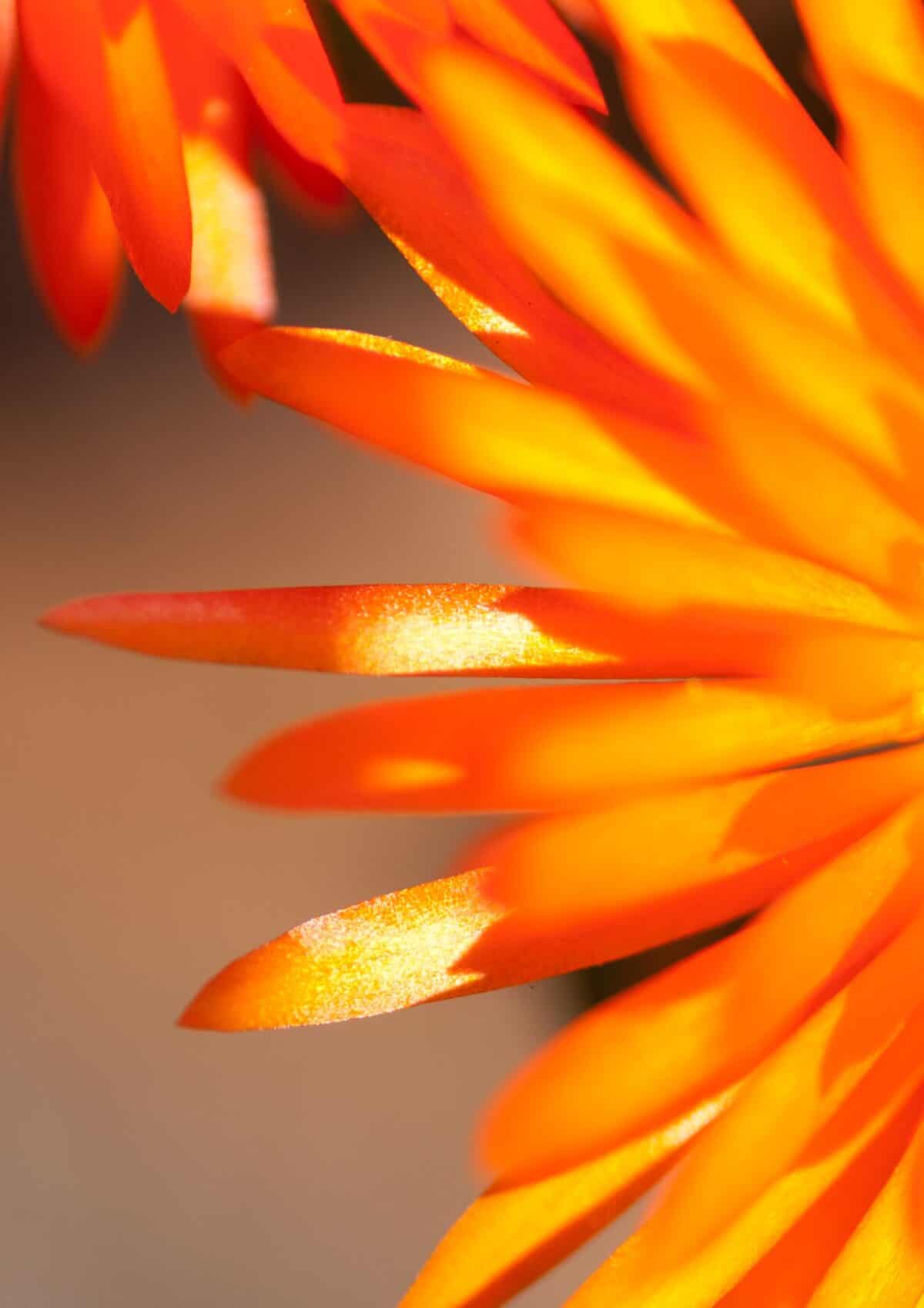 Orange flower at South Hill Gardens, St. Helier, Jersey