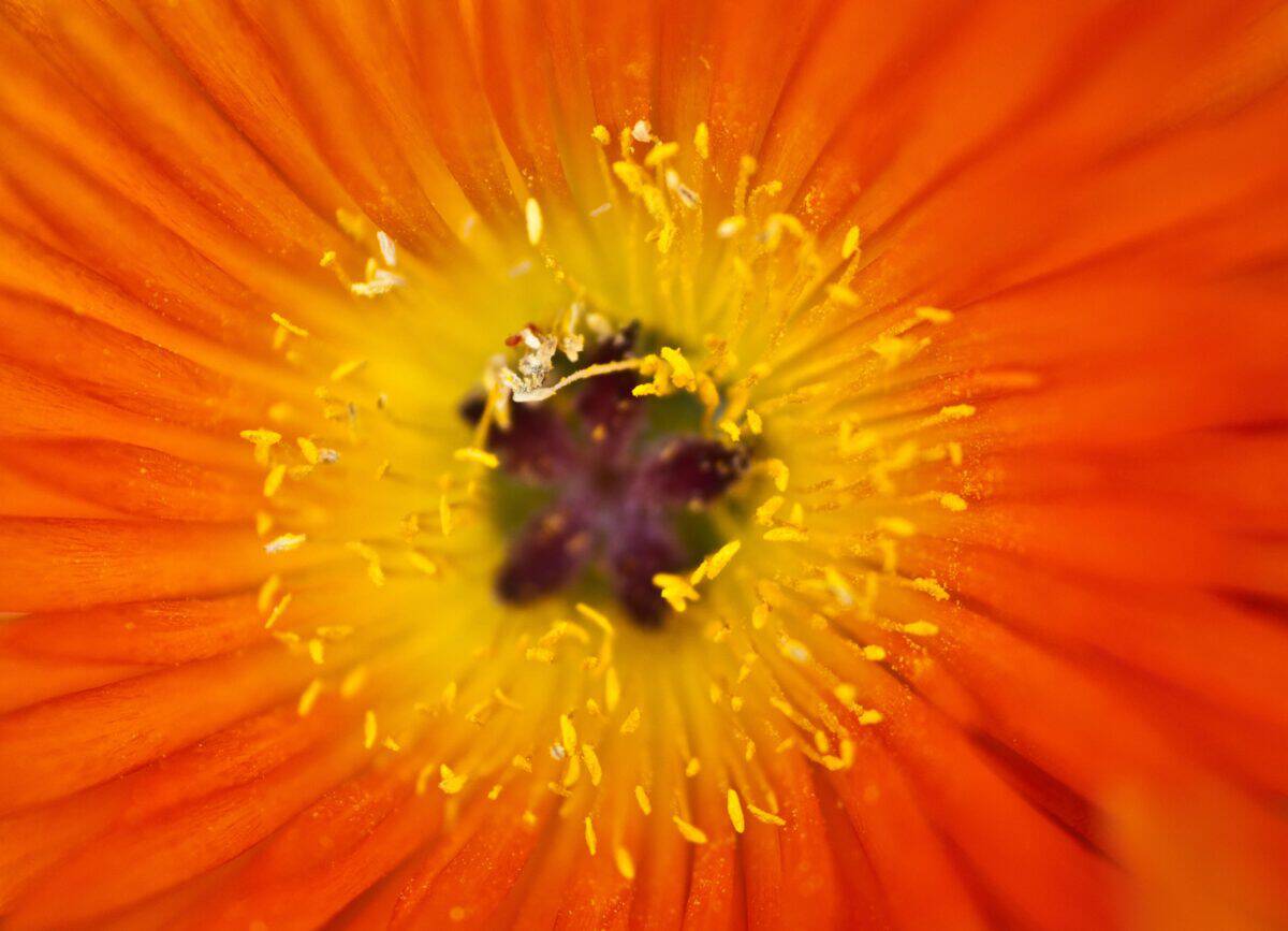 Orange flower at South Hill Gardens, St. Helier, Jersey