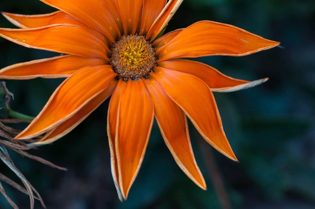 Orange flower uprooted and left to die, St. Ouen, Jersey