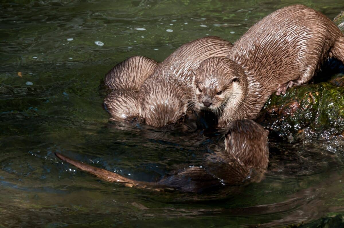 Otters playing at Jersey Zoo (Durrell), Trinity, Jersey