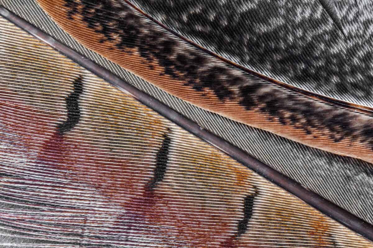 Close up of a pheasant feather, St. Helier, Jersey