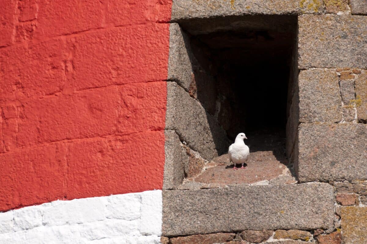 Pigeon in the window at Ouaisné Martello Tower, Ouaisné Common