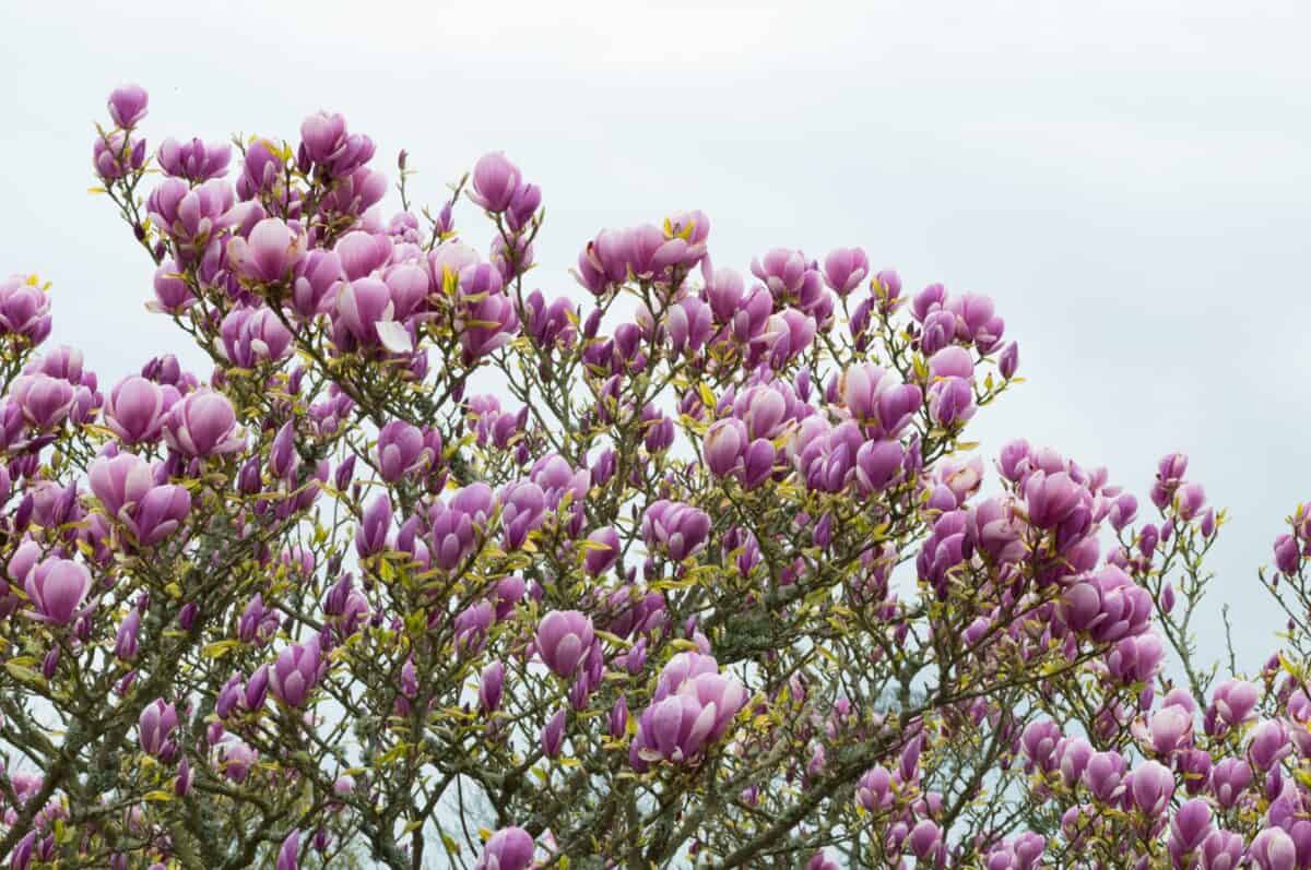 Pink blossom on a tree, St. Peter's Valley, St. Peter, Jersey
