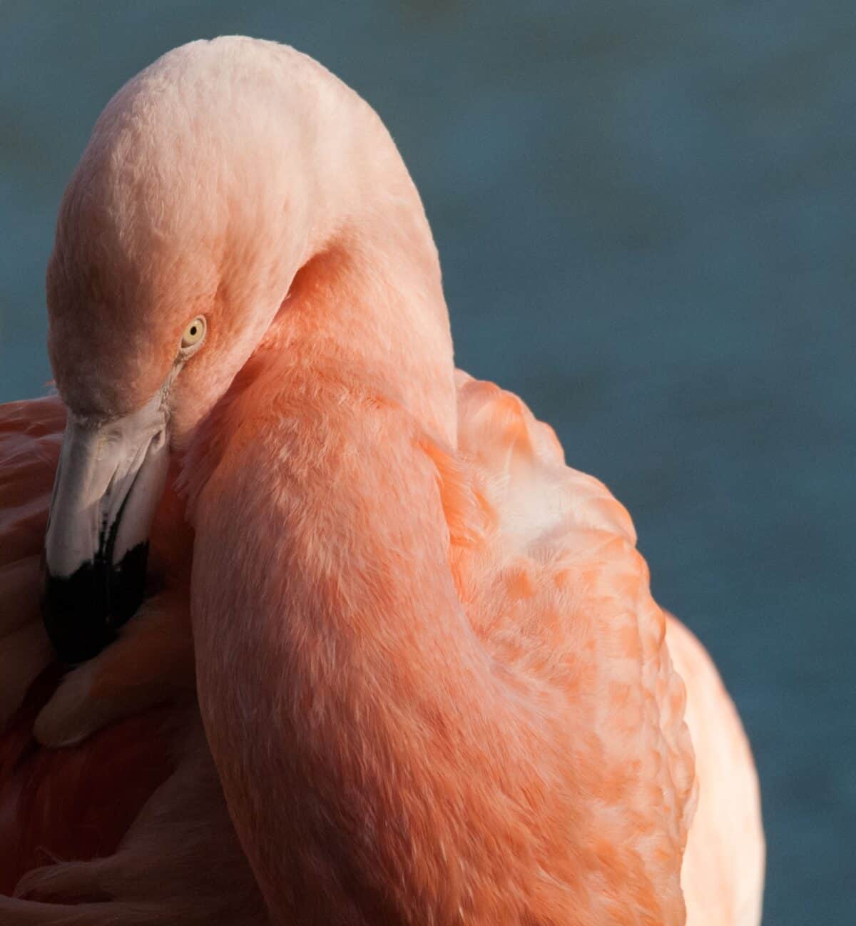 Pink flamingo at Jersey Zoo (Durrell), Trinity, Jersey