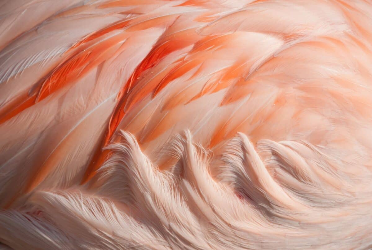 Pink flamingos at Jersey Zoo (Durrell), Trinity, Jersey