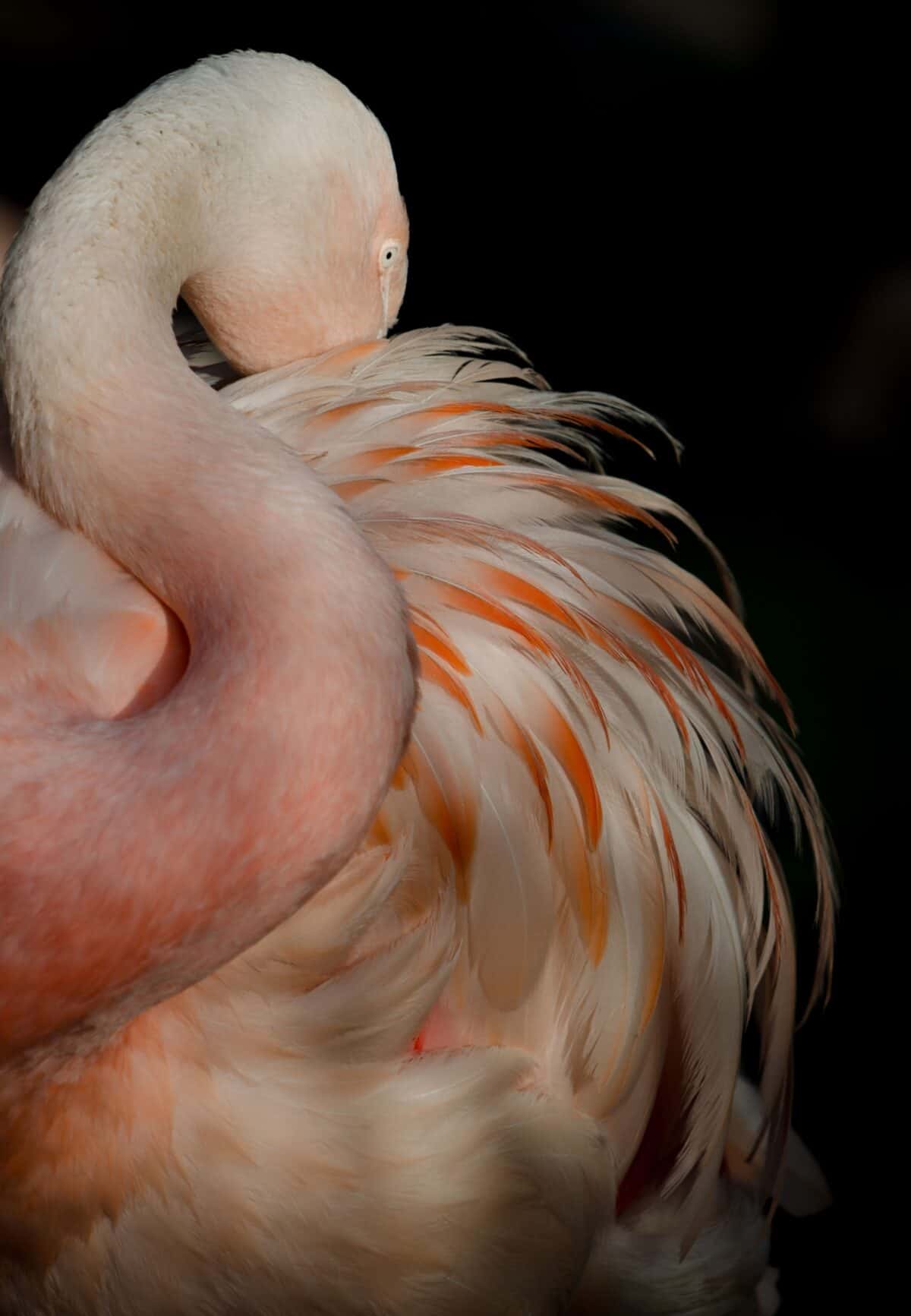 Pink flamingo pluming feathers at Jersey Zoo (Durrell), Trinity
