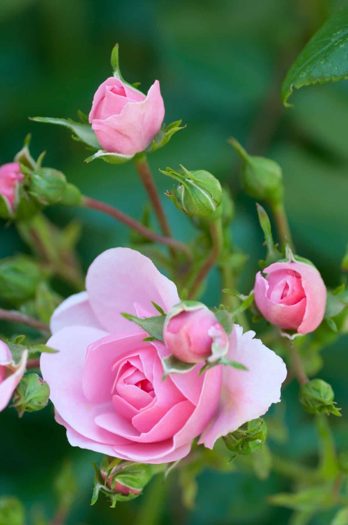 Pink roses at Jersey Zoo (Durrell), Trinity, Jersey