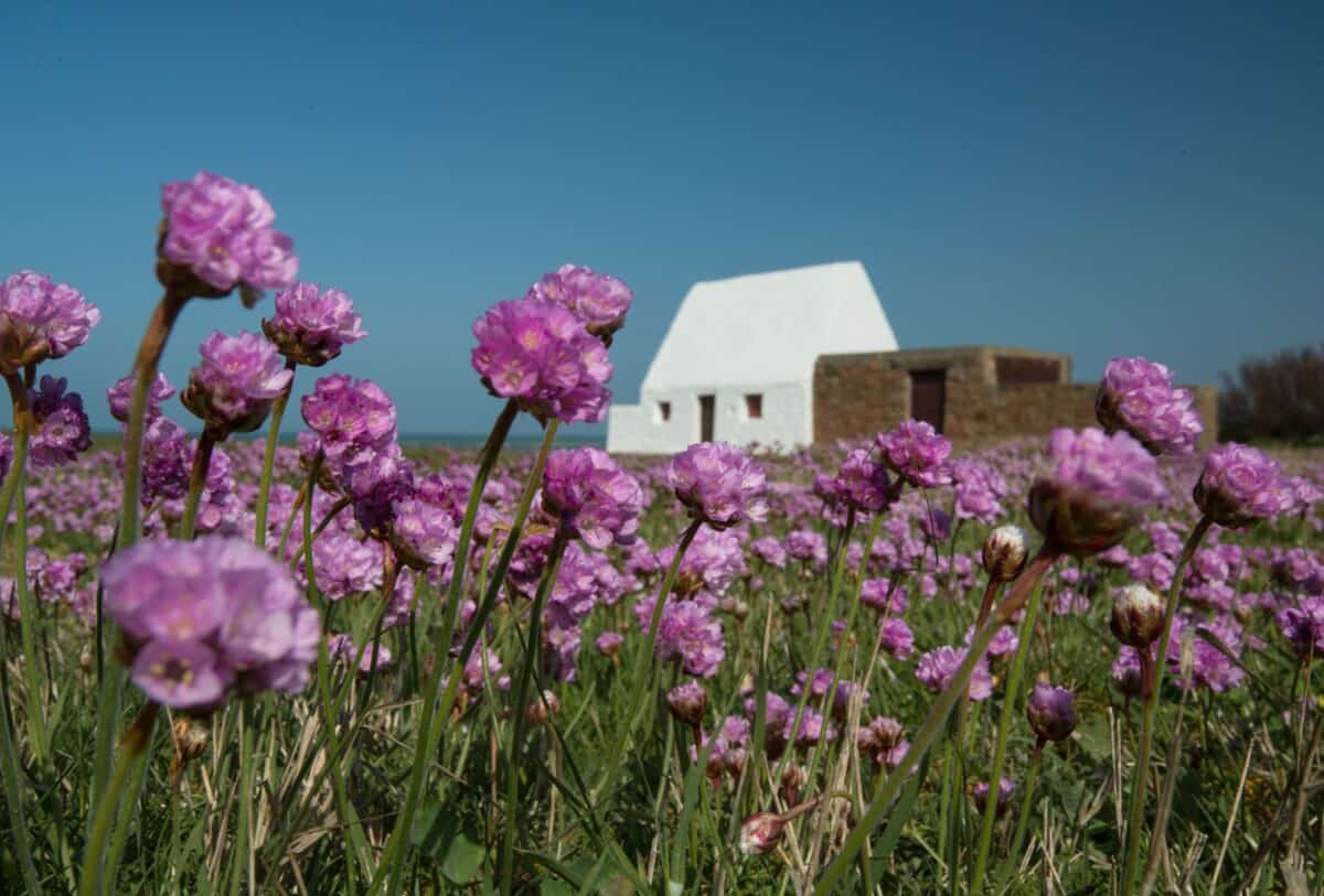 Pink sea thrift flowers in front of The White House, St. Peter