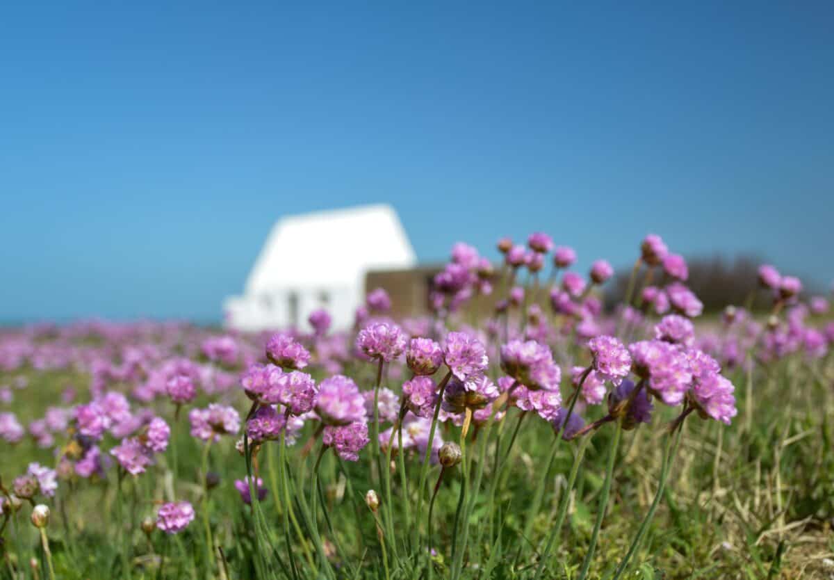 Pink sea thrift flowers in front of The White House, St. Peter