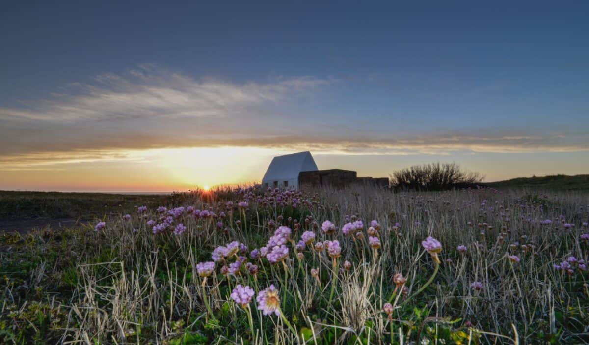 Pink sea thrift flowers in front of The White House at sunset