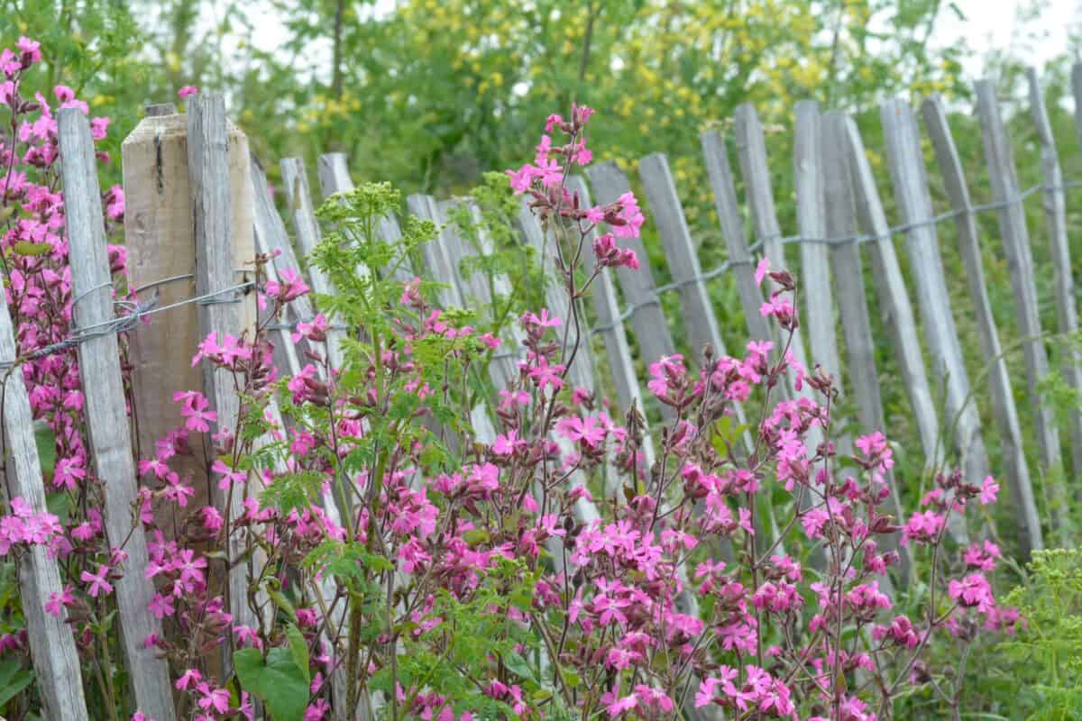 Pink wild flowers growing along a fence at Plémont, St. Ouen