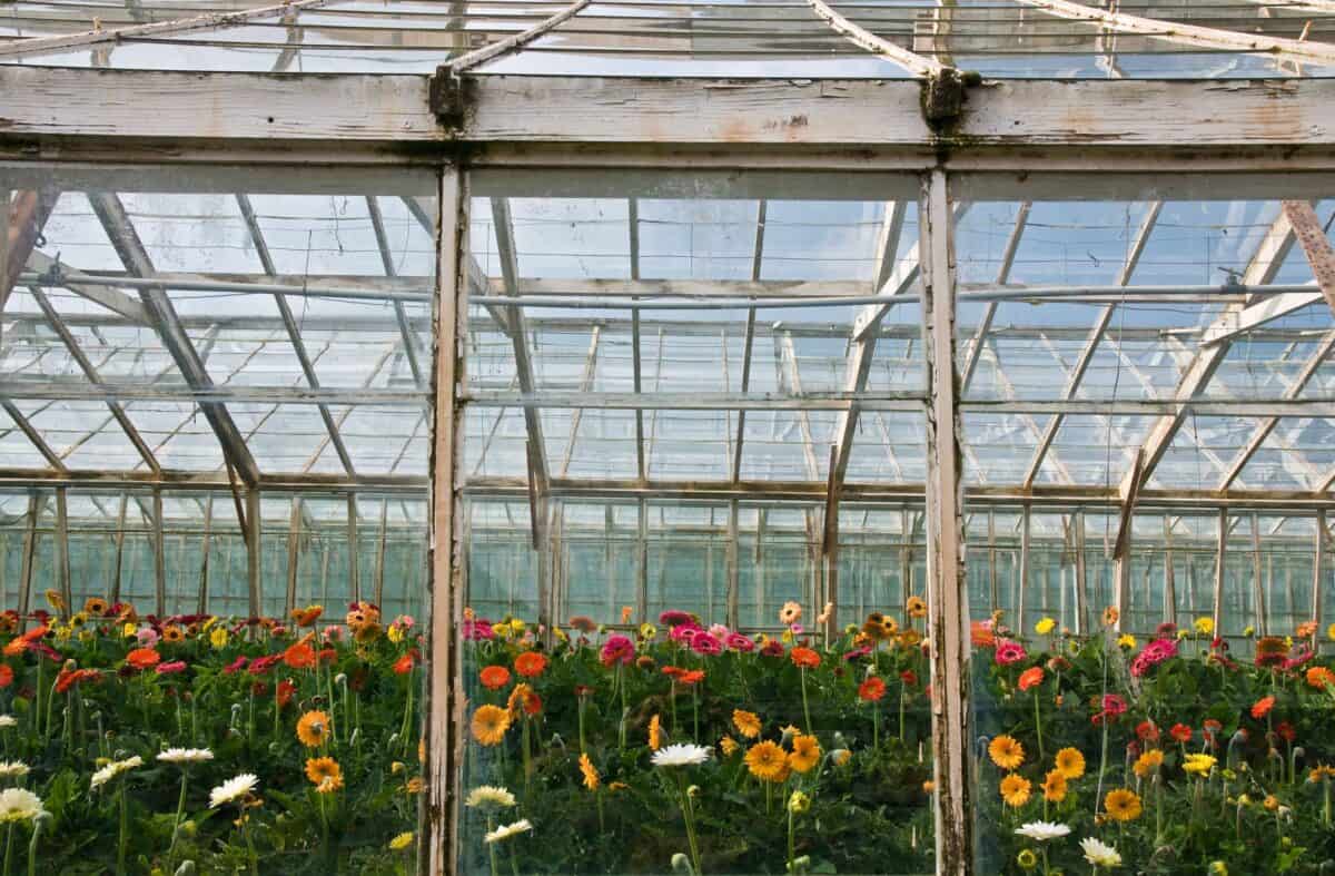 Pretty flowers in a greenhouse in The Lanes, Jersey