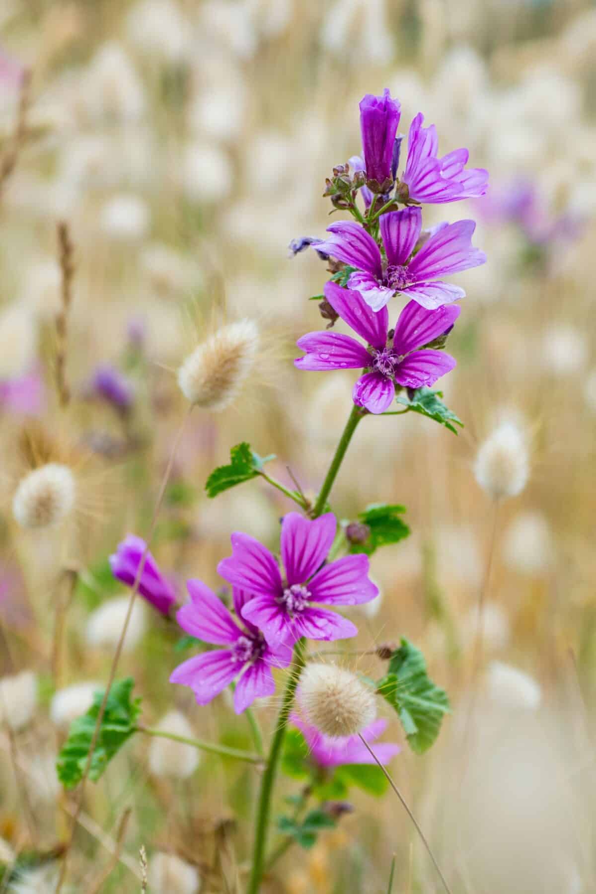 Close up of a purple flower in a field full of hare's tail grass