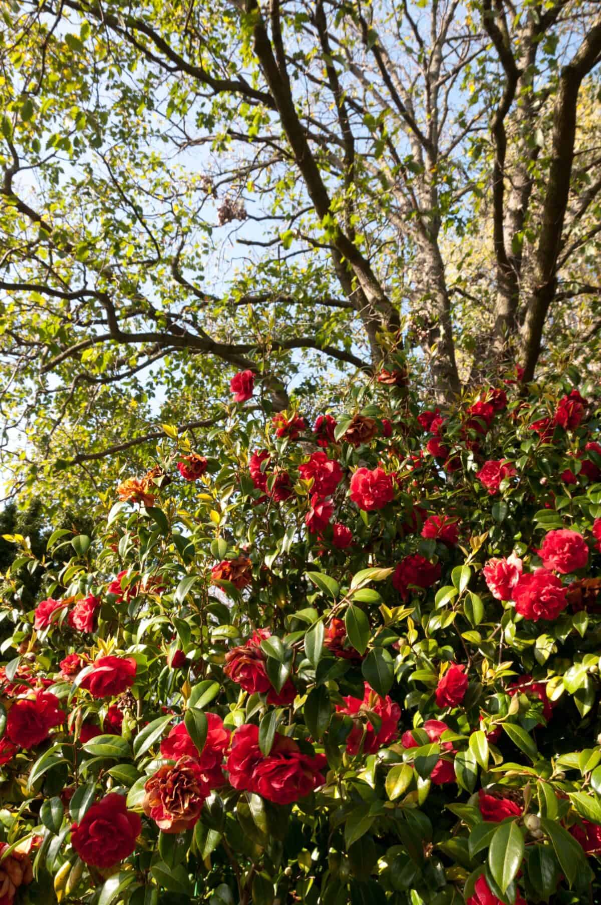 Red camellia bush in flower at Howard Davis Park, St. Helier