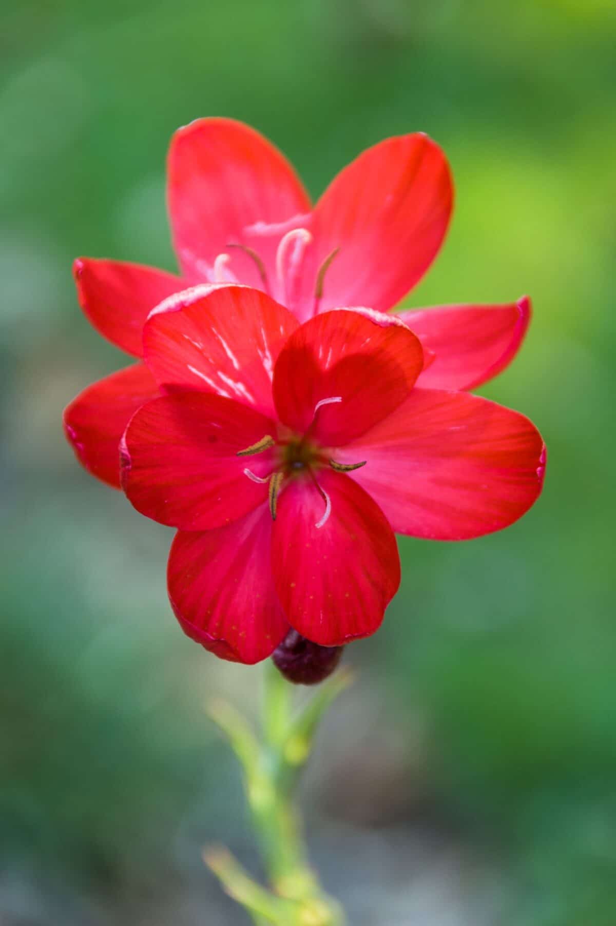 Close up of a red flower at Jersey Zoo (Durrell), Trinity