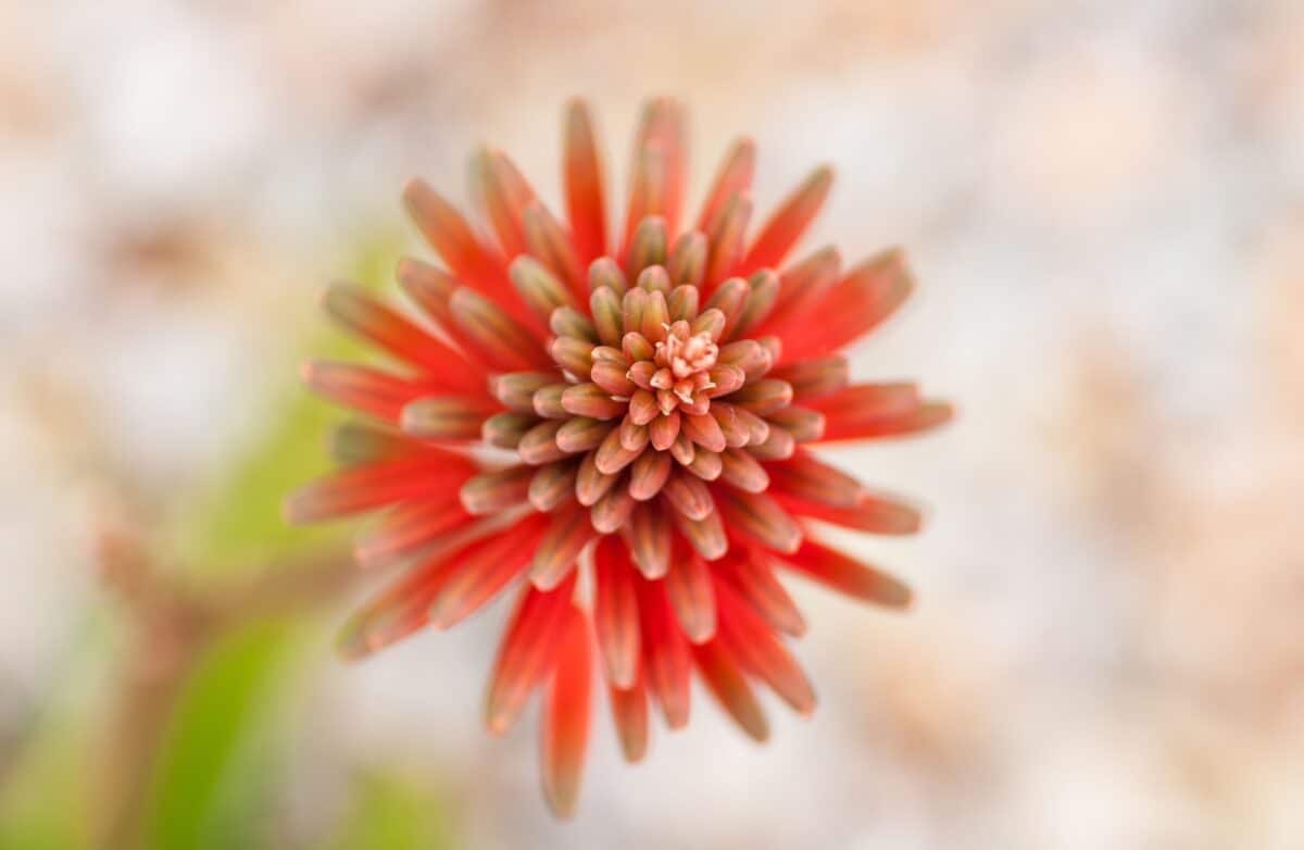 Red hot poker flower in The Lanes, Jersey, Channel Islands