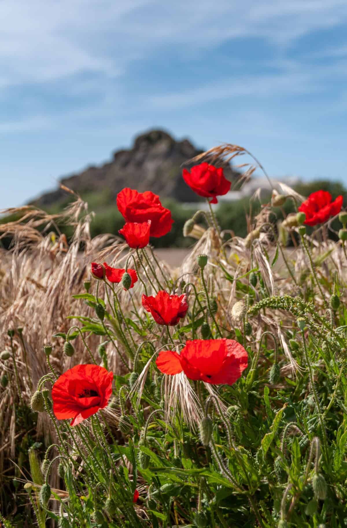 Red poppy and grasses on a wall next to Slip de L'Ouest, L'Etacq