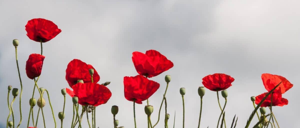 Red poppies on a wall, The Lanes, St. Helier, Jersey