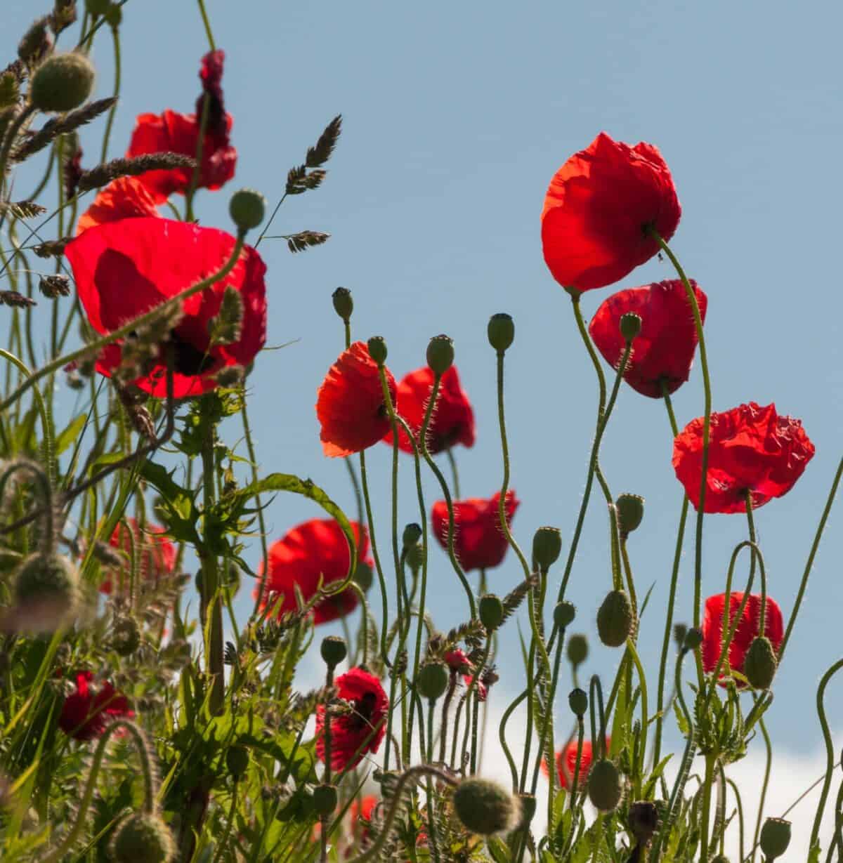 Red poppies on a wall, The Lanes, St. Helier, Jersey