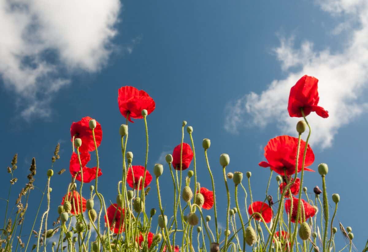 Red poppies on a wall, The Lanes, St. Helier, Jersey