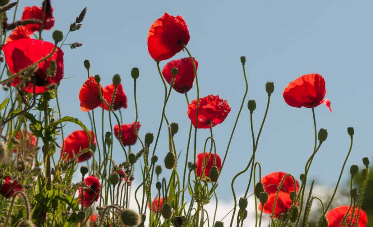 Red poppies on a wall, The Lanes, St. Helier, Jersey