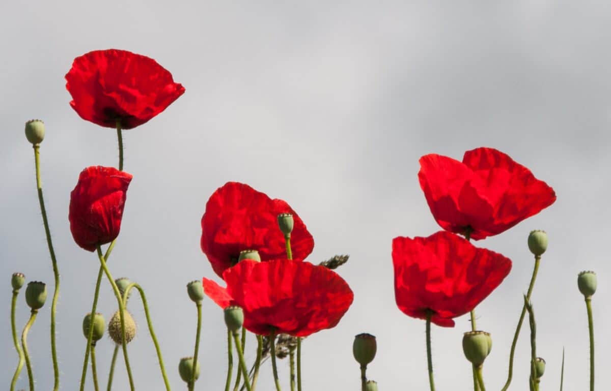 Red poppies on a wall, The Lanes, St. Helier, Jersey