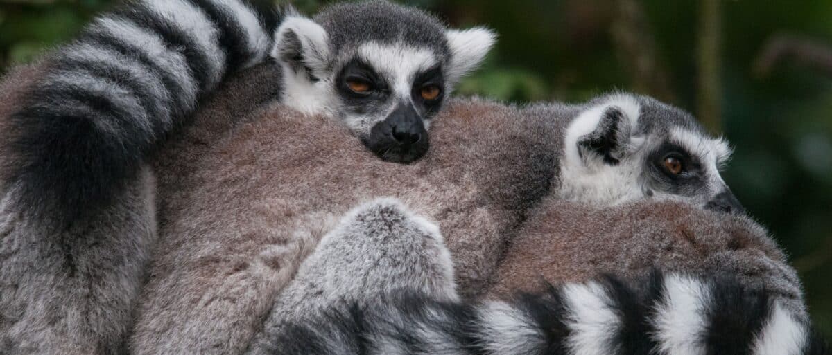 Ring-tailed lemurs getting cosy at Jersey Zoo (Durrell), Trinity