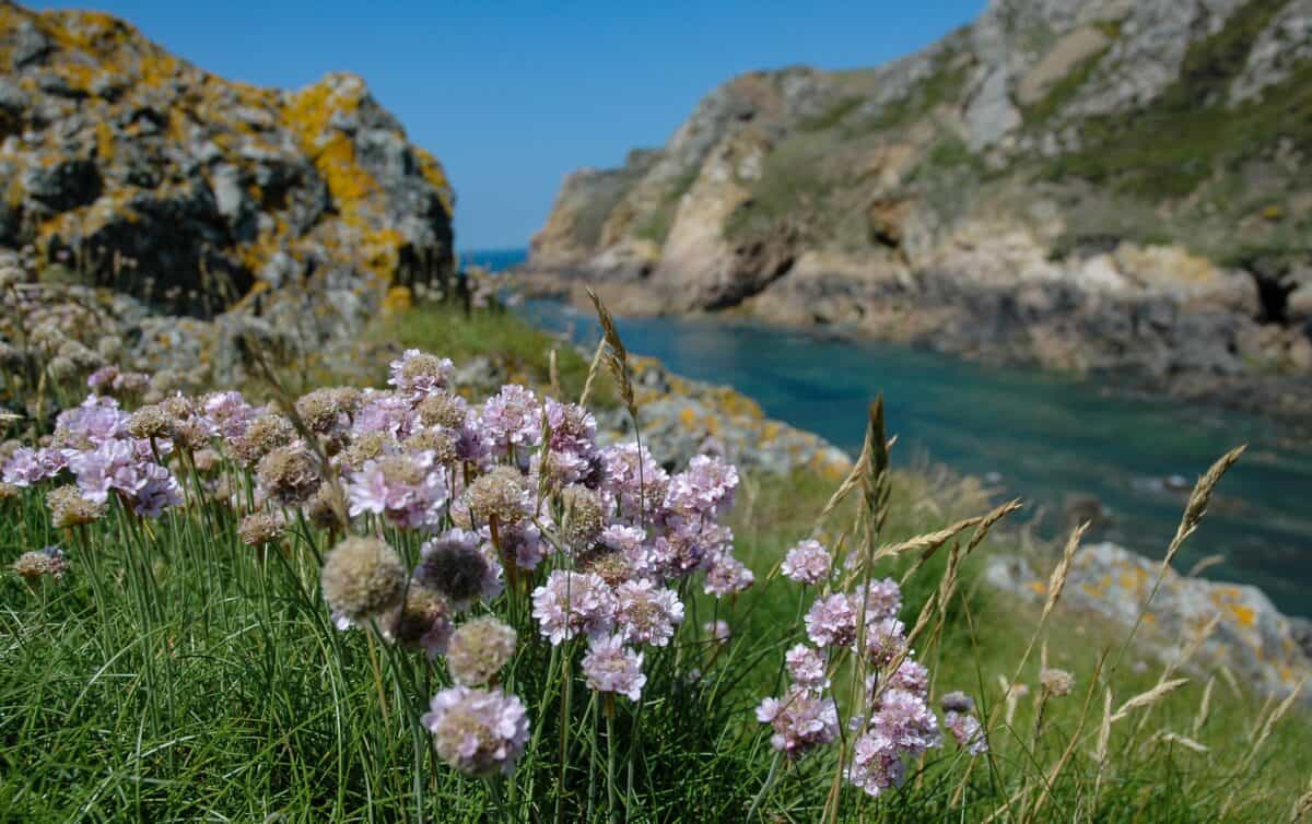 Wild sea thrift at Le Pulec (Stinky Bay), St. Ouen, Jersey